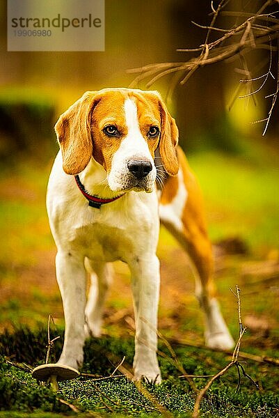 Der Beagle Hund steht im Herbstwald. Porträt mit flachem Hintergrund. Hund im Freien