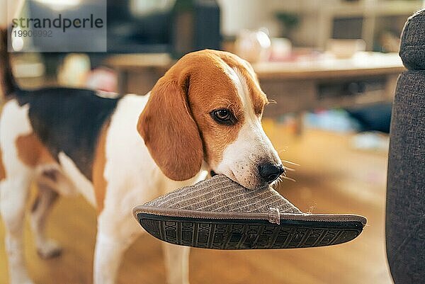 Hund hält einen Pantoffel im Maul. Steht in einem Haus. Thema Hund