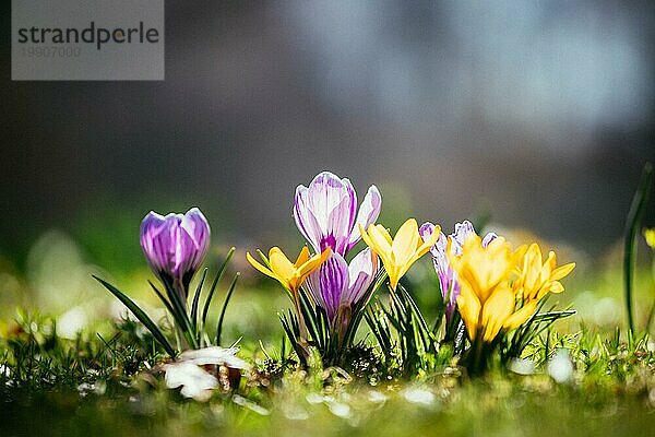 Frühlingsblumen in der freien Natur. Krokus im Frühling. Kopierraum  ideal für Postkarten