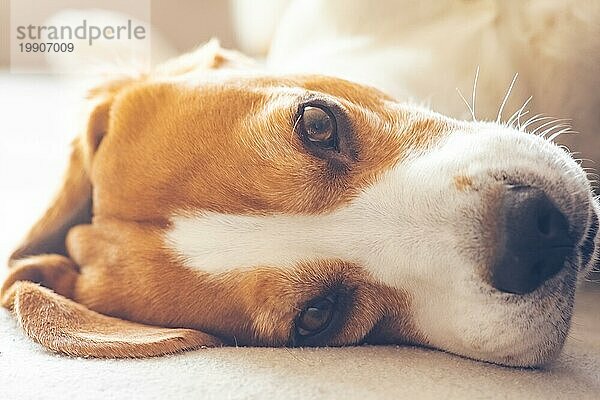 Beagle Hund müde schläft auf einem gemütlichen Sofa  Couch in hellen Innenräumen