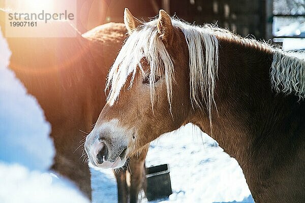 Nahaufnahme eines braunen Pferdes auf einer idyllischen Pferdekoppel im Winter  Sonnenschein