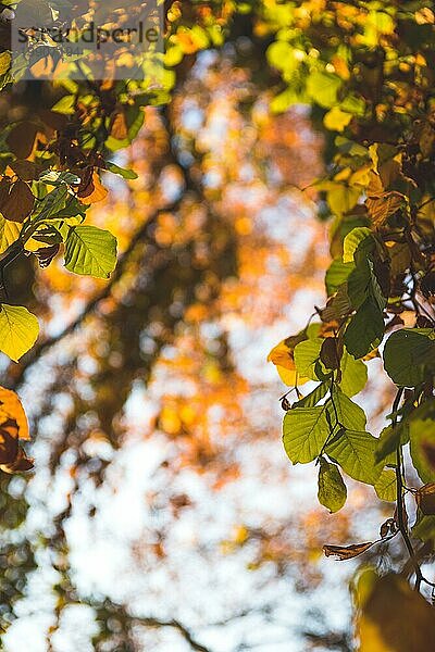 Bunte Blätter an einem Baum im Herbst  Parkflair und unscharfer Hintergrund
