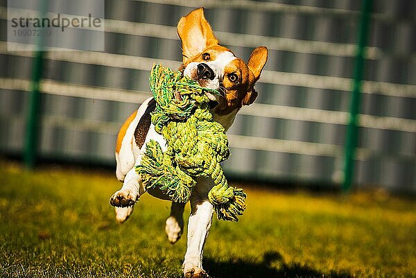 Funny Dog Beagle mit einem Seil Spielzeug auf einer grünen Wiese während sonnigen Tag in Richtung Kamera. Hundehintergrund