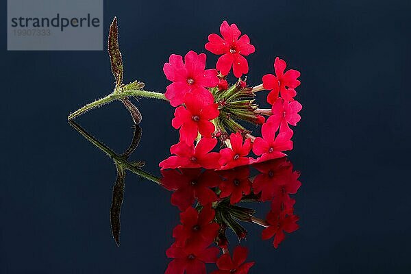 Nahaufnahme einer roten argentinischen Eisenkrautblüte mit Spiegelbild auf einer schwarzen Glasplatte