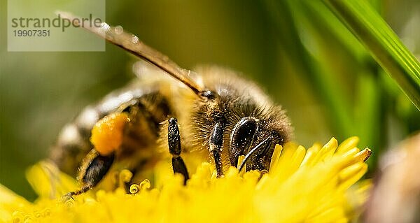 Honigbiene auf gelber Blüte  Nahaufnahme Makro Selektiver Fokus. Unscharfer Hintergrund