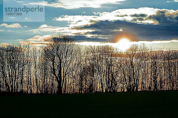 Die untergehende Sonne mit goldenem Licht hinter der Silhouette der Bäume an einem Frühlingstag