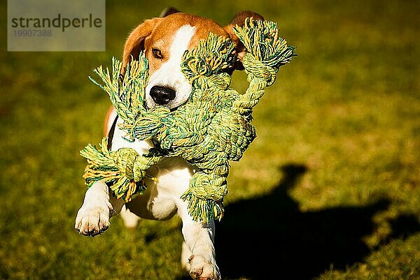 Beagle Hund springt und läuft mit einem Seil Spielzeug im Freien in Richtung der Kamera. Haustier Konzept