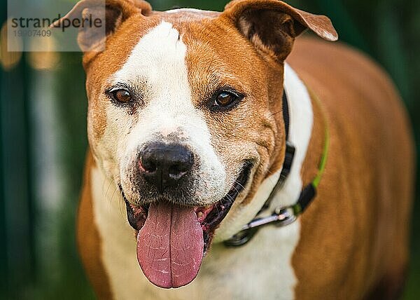 Staffordshire Amstaff Hund nach Schlaganfall wieder gesund. Gesundheitskonzept für Hunde