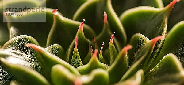 Abstrakte Nahaufnahme des farbenfrohen natürlichen Rosettenmusters einer sukkulenten Pflanze  der Echeveria Capri. Abstrakter selektiver Fokus Makro Hintergrund