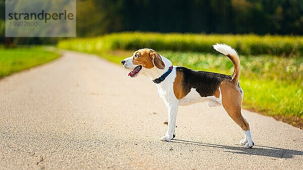 Hund reinrassigen Beagle im Freien in der Natur auf einer ländlichen Asphaltstraße zum Wald zwischen Feldern. Sonniger Tag auf dem Lande Sonnenaufgang. Hund Thema