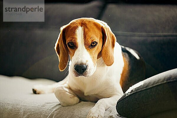 Hund im Haus auf einem Sofa Porträt in hellen Raum. Hund Hintergrund