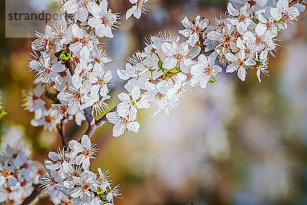 Zweig der blühenden Kirschbaum floralem Hintergrund instagram Stil