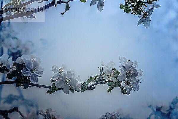 Apfelbaumzweig mit blühenden Flocken an einem bewölkten Tag