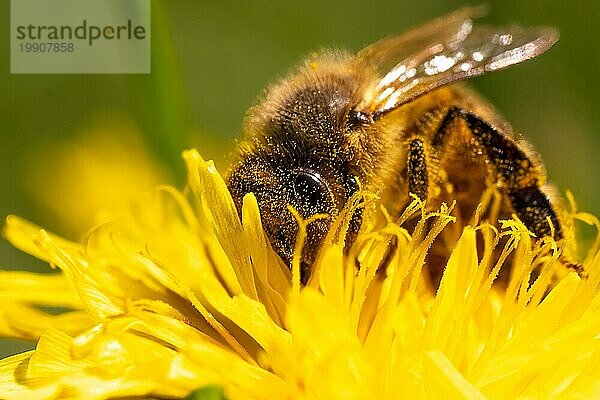 Detailaufnahme einer europäischen  Honigbiene (Apis Mellifera)  bedeckt mit Pollen auf einer gelben Löwenzahnblüte. Selektiver Fokus  blaür Hintergrund