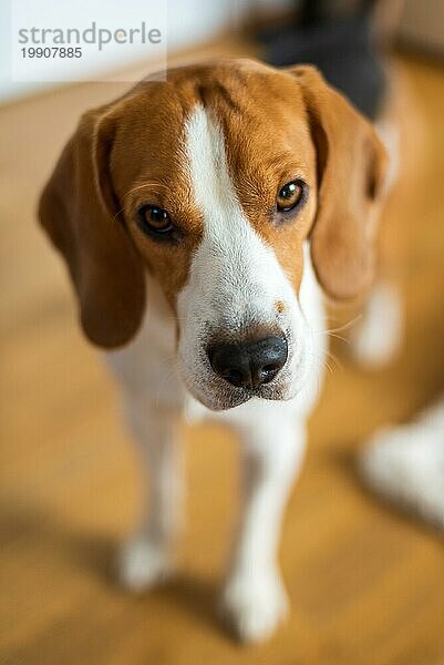 Beagle Hund unscharfen Hintergrund Porträt. Hund themed Hintergrund