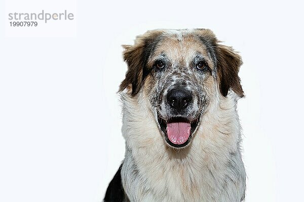 Close up Porträt von großen weißen  schwarzen und braunen Fuzzy Hund  vor weißem Hintergrund Blick in die Kamera  Zunge heraus