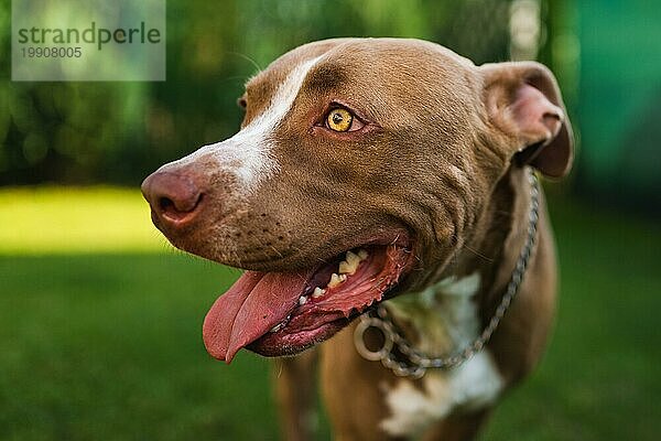 Nahaufnahme des Kopfes eines jungen Amstaff Hundes vor grünem Hintergrund im Sommergarten. Pitbull Thema