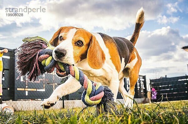 Hund laufen  Beagle springen Spaß im Garten Sommersonne mit einem Spielzeug abholen. Hund Zug und Spaß Thema