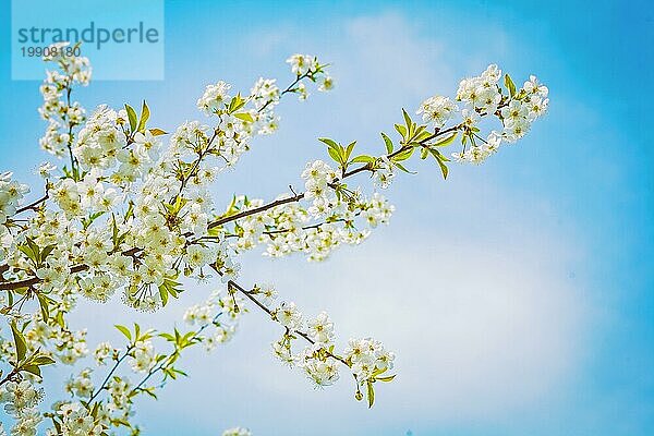 Blick auf Zweig der Kirschbaum in der Blüte mit Himmel Hintergrund instagram Stil