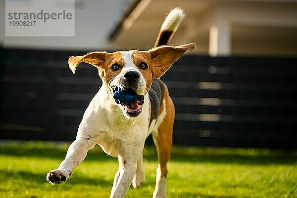 Hund Beagle mit langen Schlappohren auf einer grünen Wiese im Frühling  Sommer läuft mit Ball auf die Kamera zu. Platz rechts kopieren