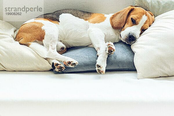 Beagle Hund schläft auf einem Kissen auf einem Sofa. Kopierbereich am unteren Rand. Tierische Hintergründe