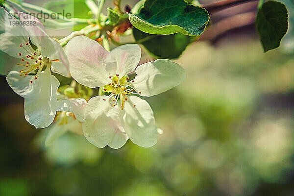 Apfelbaum Blumen auf unscharfen Hintergrund Instagram Stil