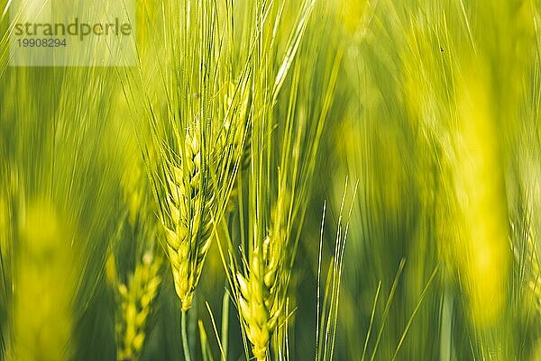 Grüner Weizen auf dem Feld im Frühling. Selektiver Fokus  flacher DOF Hintergrund. Pubescent Roggen Landwirtschaft Konzept