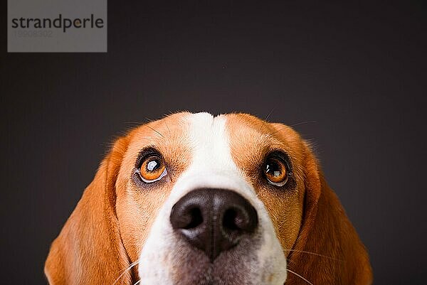 Schöner Beagle Hund vorschwarzem Hintergrund. Studio schießen Blick nach oben  headshoot Porträt