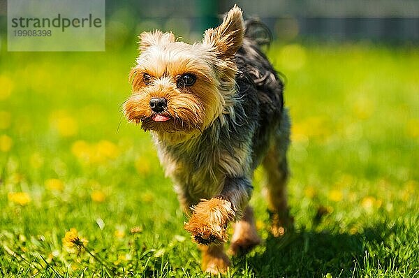 Lustiger Yorkshire Terrier Hund  der im Gras voller Löwenzahn im Hinterhof auf die Kamera zuläuft