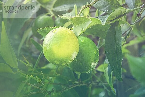 Reifende Limetten auf einem Zweig  umgeben von grünen Blättern  mit Wassertropfen  getöntes Bild