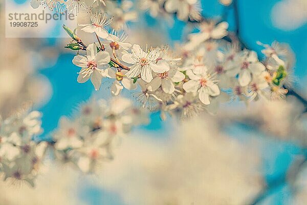 Nahaufnahme der Kirschblüte