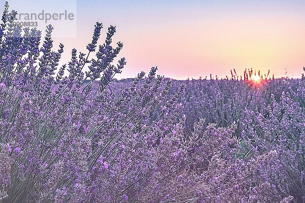 Lavendelfelder Landschaft mit der aufgehenden Sonne  getöntes Bild  selektiver Fokus