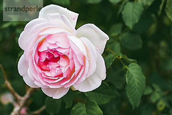 Rosa Rose auf dem Zweig im Garten. Selektiver Fokus Rose auf grünem Hintergrund