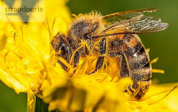 Detailaufnahme einer europäischen  Honigbiene (Apis Mellifera)  bedeckt mit Pollen auf einer gelben Löwenzahnblüte. Selektiver Fokus  blaür Hintergrund