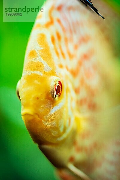 Bunte Fische aus der Gruppe der Diskusfische (Symphysodon) im Aquarium. Nahaufnahme  selektiver Fokus