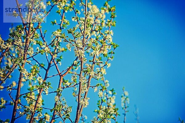 Kirschbaum Blumen instagram stile