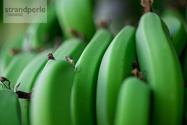 Frische natürliche Bananen Lebensmittel Hintergrund Nahaufnahme