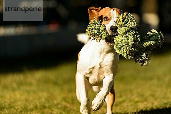 Beagle Hund Spaß im Garten im Freien laufen und springen mit Seil in Richtung Kamera. Aktiv Haustier Konzept
