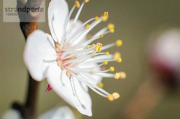 Blühende weiße Blume Makro natürlichen Frühling Hintergrund