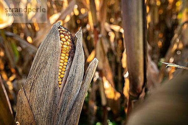 Gelber Mais auf einem landwirtschaftlichen Feld in der Herbstsonne. Selektiver Fokus. Maispflanze