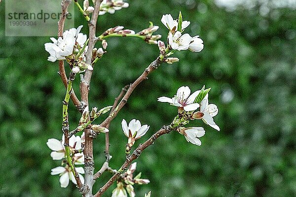Blühende Blumen und Knospen an den Zweigen eines jungen Mandelbaums vor einem unscharfen grünen Hintergrund  selektiver Fokus