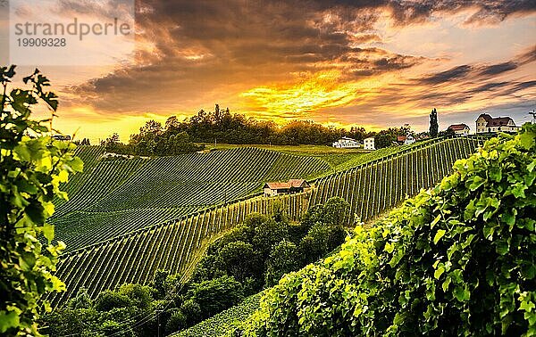 Südsteirische Weinbergslandschaft in Sulz Österreich. Blick auf Weinfelder in der Abendsonne im Sommer. Touristisches Ziel