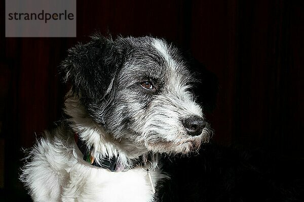 Porträt eines schwarzweißen Hundes mit Seitenansicht