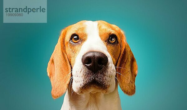 Schöner Beagle Hund vorTürkisem Hintergrund. Studio Kopfschuss. Platz zum Kopieren auf der rechten Seite