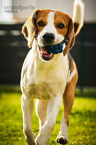 Hund Beagle mit langen Schlappohren auf einer grünen Wiese im Frühling  Sommer läuft mit Ball auf die Kamera zu. Vertikales Foto