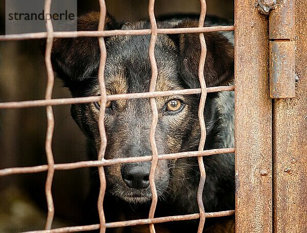Outbred Hund in einem Käfig Blick in die Kamera Nahaufnahme Porträt