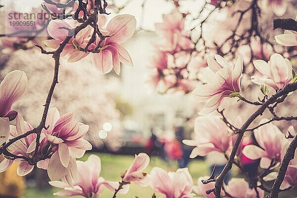 Frische schöne Magnolienblüten  Frühling. Rosa und weiße Farben