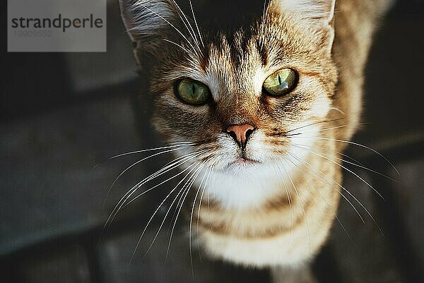 Obdachlose streunende Katze  die dir in die Augen schaut  Tierheim  Vertrauen und Pflegekonzept
