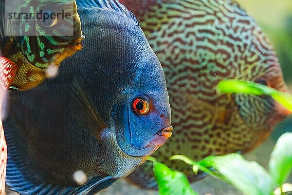 Bunte Fische aus der Gruppe der Diskusfische (Symphysodon) im Aquarium. Nahaufnahme  selektiver Fokus