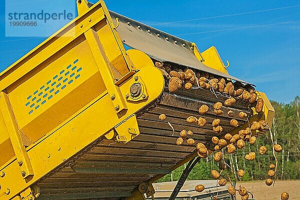 Verladung von Kartoffeln bei der Ernte  Nahaufnahme einer Teilmaschine